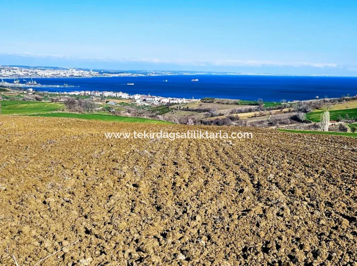 6.400 M2 Villa Zoniertes Grundstück Mit Vollem Meerblick Villa Zum Dringenden Verkauf In Tekirdag Barbarosta