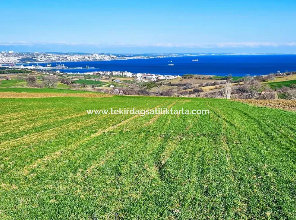 6.400 M2 Villa Zoniertes Grundstück Mit Vollem Meerblick Villa Zum Dringenden Verkauf In Tekirdag Barbarosta