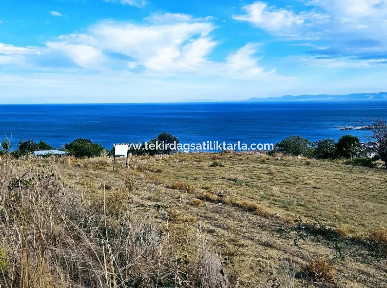 3.300 M2 Nettogrundstück, Das Für Den Bau Eines Genossenschaftsgeländes Mit Vollem Meerblick Zum Dringenden Verkauf In Tekirdag Barbarosta Geeignet Ist