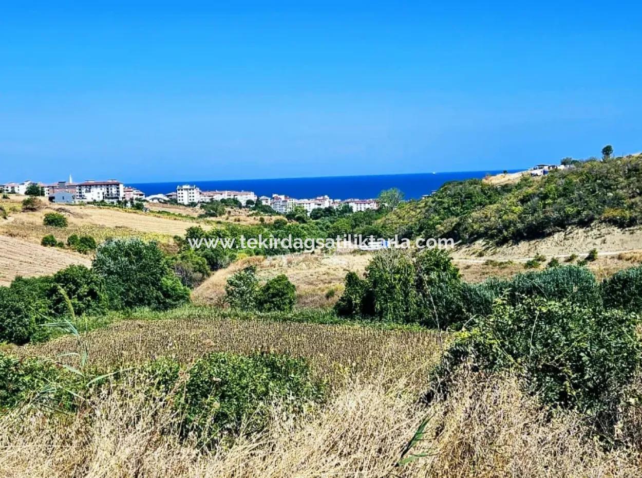 9.100 M2 Dringender Verkauf In Tekirdag Barbarosta, Egal Ob Sie Ein Grundstück Machen Oder Eine Villa Bauen Möchten Hohe Gewinngarantie