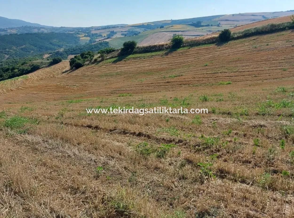 Dieses Schnäppchen Befindet Sich Im Bezirk Tekirdağ Işıklar Und Hat Ein Potenzial, Das Sich Hervorragend Für Verschiedene Landwirtschaftliche Aktivitäten Wie 45 Hektar Felder, Weinberge, Gärten Und Baumschulen Eignet