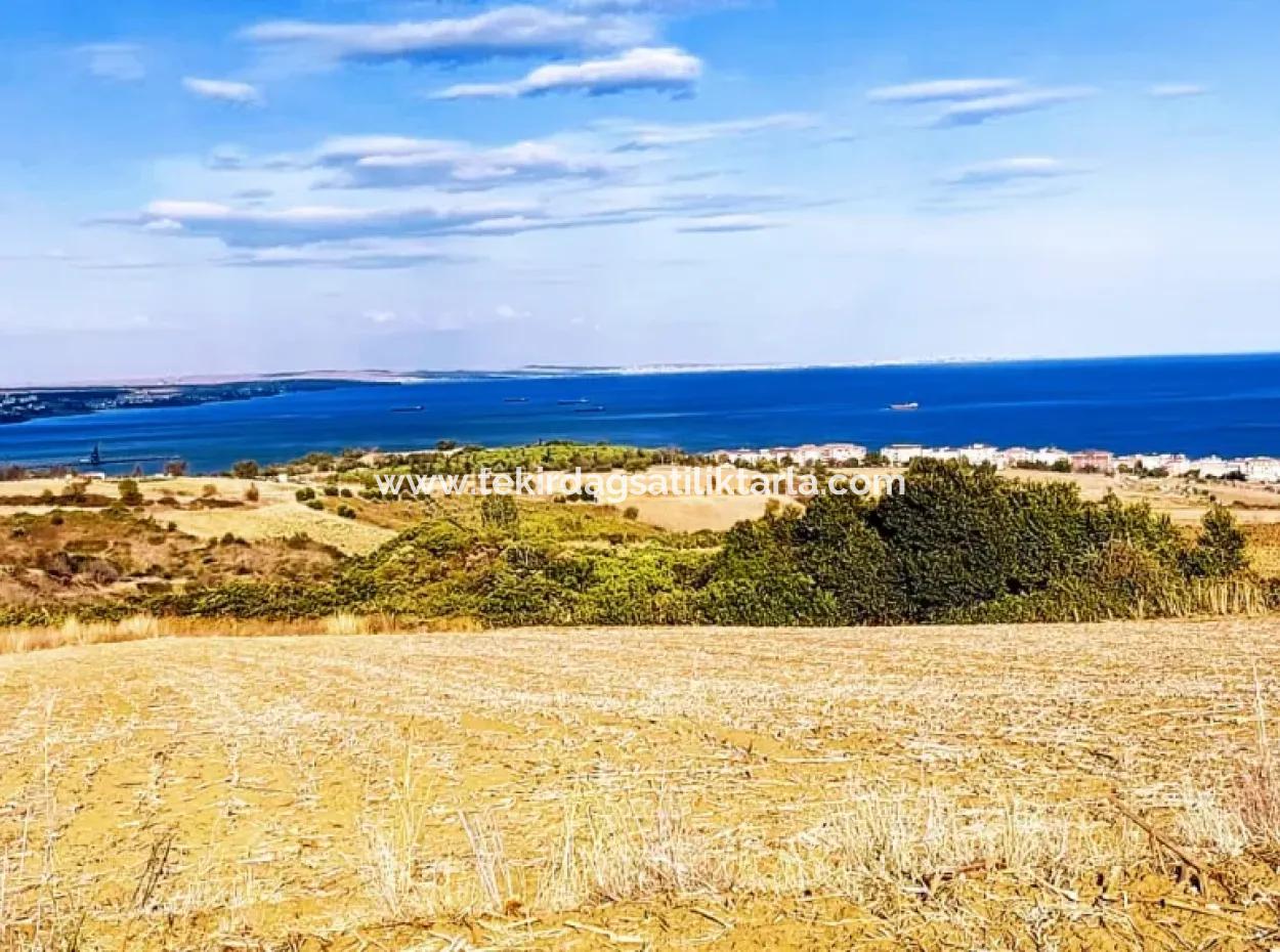 Tekirdağ Barbarosta, 15.500 M2 Villa Mit Meer- Und Naturblick, Zoniertes Investitionsland!