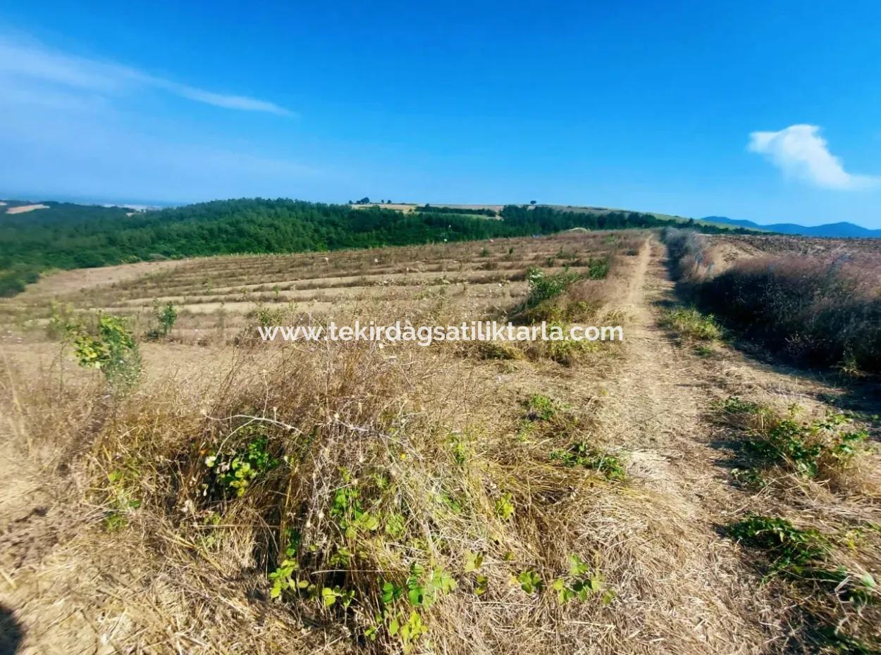 35.250 M2 Fertige Gemischte Obstgärtnerei Für Den Notverkauf In Tekirdağ Süleymanpaşa Çanakçı