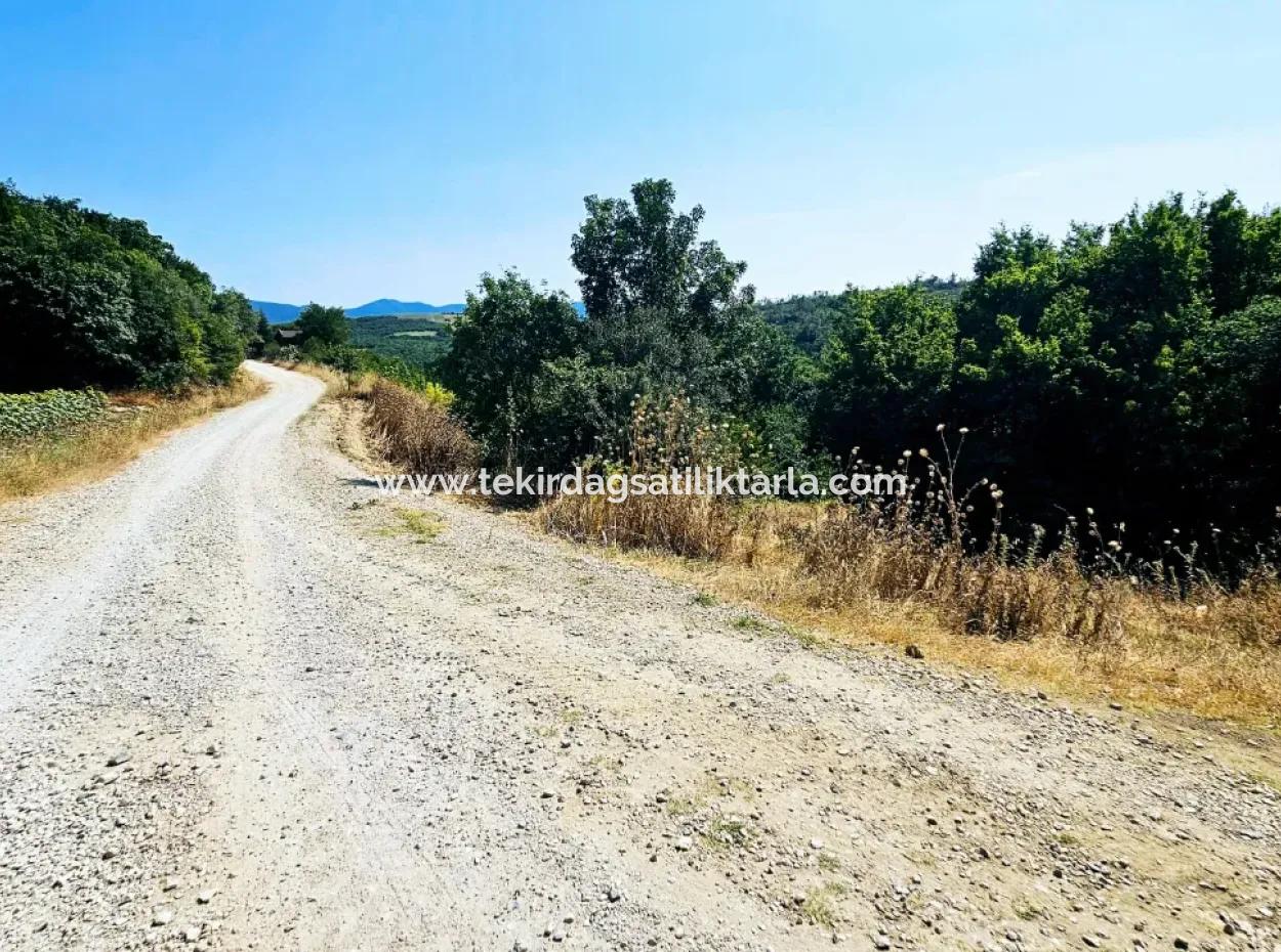 Coupon-Feld Mit Hauptstrassenfront, Geeignet Für Naturliebhaber, Um Tiny House Zum Dringenden Verkauf In Der Nachbarschaft Tekirdag Çanakçi Zu Platzieren