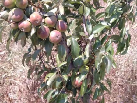 Wenn Sie Einen Dringend 35 Hektar Grossen Obstgarten Zum Verkauf Haben Möchten, Können Sie Auch Einen Bauernhof Nutzen, Der Für Die Gelegenheit Geeignet Ist, In Das Feld Zu Investieren