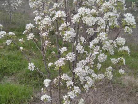 Wenn Sie Einen Dringend 35 Hektar Grossen Obstgarten Zum Verkauf Haben Möchten, Können Sie Auch Einen Bauernhof Nutzen, Der Für Die Gelegenheit Geeignet Ist, In Das Feld Zu Investieren