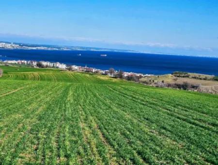 35.000 M2 Grosses Villengrundstück Mit Vollem Meerblick Zum Dringenden Verkauf In Tekirdag Barbarosta