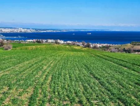 35.000 M2 Grosses Villengrundstück Mit Vollem Meerblick Zum Dringenden Verkauf In Tekirdag Barbarosta