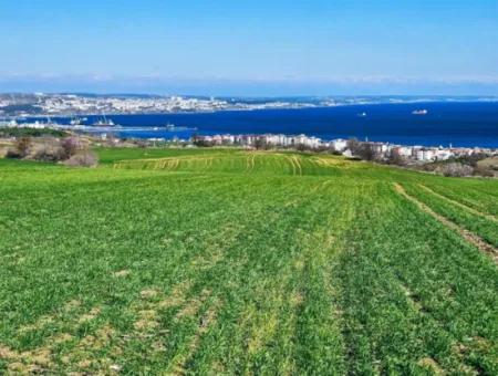 35.000 M2 Grosses Villengrundstück Mit Vollem Meerblick Zum Dringenden Verkauf In Tekirdag Barbarosta