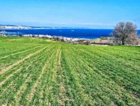 35.000 M2 Grosses Villengrundstück Mit Vollem Meerblick Zum Dringenden Verkauf In Tekirdag Barbarosta