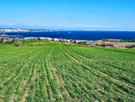 35.000 M2 Grosses Villengrundstück Mit Vollem Meerblick Zum Dringenden Verkauf In Tekirdag Barbarosta