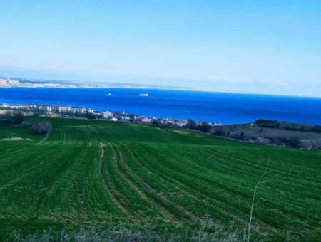 35.000 M2 Grosses Villengrundstück Mit Vollem Meerblick Zum Dringenden Verkauf In Tekirdag Barbarosta