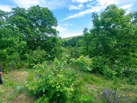 Gutscheinplatz Geeignet Für Den Dringenden Verkauf Von 580 M2 Tiny House Im Herzen Der Natur In Tekirdag Avşarda