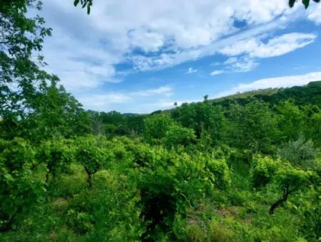 Gutscheinplatz Geeignet Für Den Dringenden Verkauf Von 580 M2 Tiny House Im Herzen Der Natur In Tekirdag Avşarda