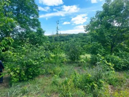 Gutscheinplatz Geeignet Für Den Dringenden Verkauf Von 580 M2 Tiny House Im Herzen Der Natur In Tekirdag Avşarda