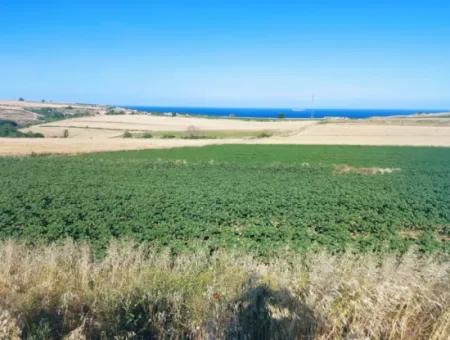 Tekirdağ Aşağkiliçli Mah. 2.340 M2 Kupon Feld Für Dringenden Verkauf, Das Hohe Gewinne Verspricht Und Sich Für Kauf Und Verkauf Eignet