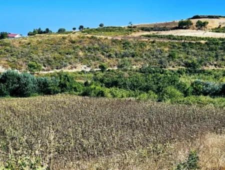 9.100 M2 Villa Zoniertes Feld Zum Dringenden Verkauf In Tekirdag Barbarosta