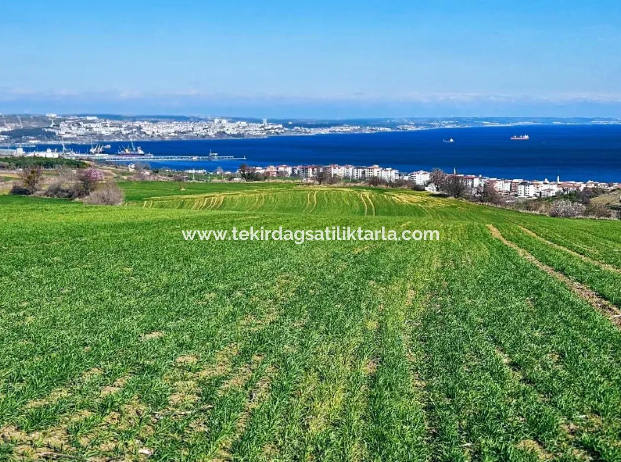 35.000 M2 Villa Zoned Land With Full Sea View For Urgent Sale In Tekirdag Barbarosta