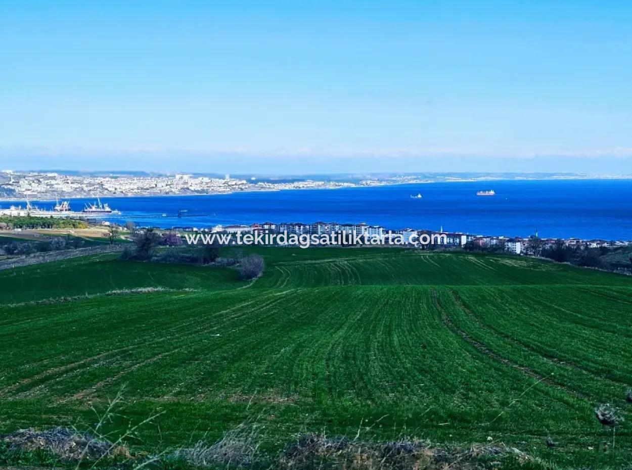 35.000 M2 Villa Zoned Land With Full Sea View For Urgent Sale In Tekirdag Barbarosta