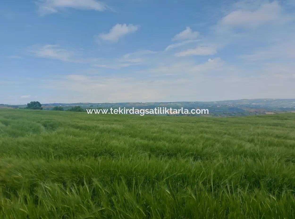 14.100 M2 Investment Bargain Field For Sale In Tekirdağ Süleymanpaşa Yavuz District