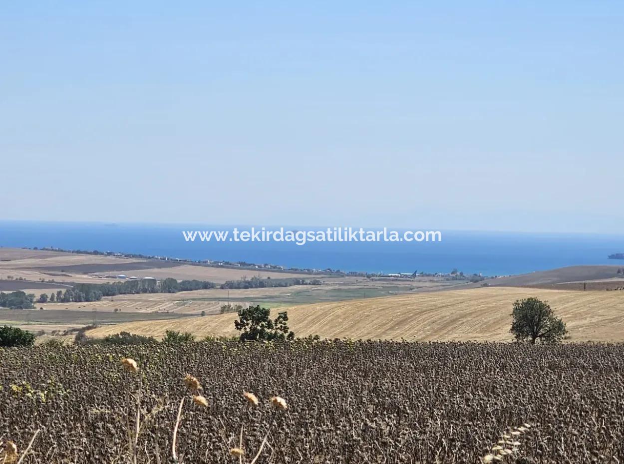 9.300 M2 Investment Field With Sea And Nature View In Tekirdağ Husunlu! Ideal Opportunity For Family Picnic, Viticulture Or Tiny House Project