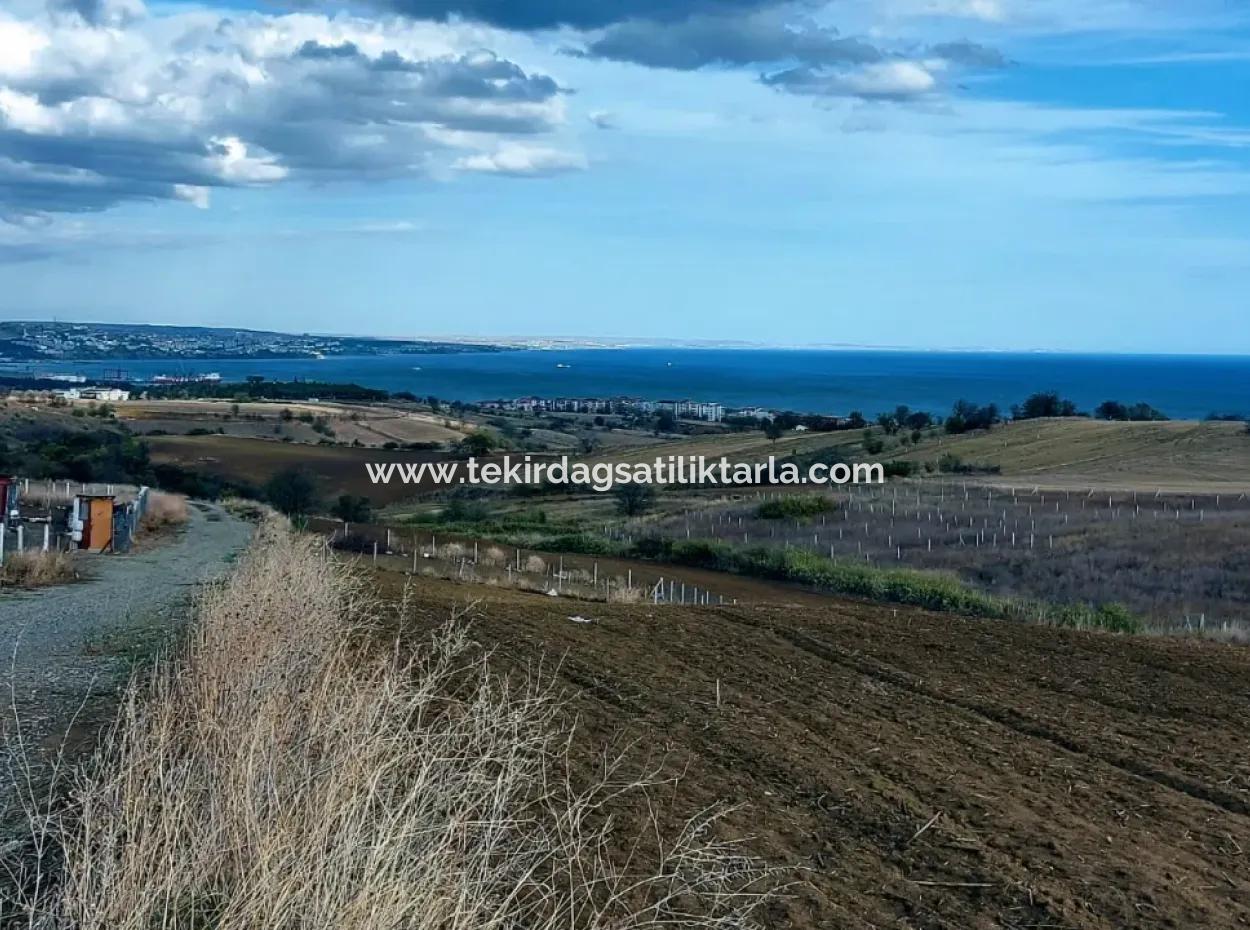 Land Zoned For Two Storey Villa With Full Sea And Nature View In Excellent Location, 503 M2 In Barbarosta, Tekirdag