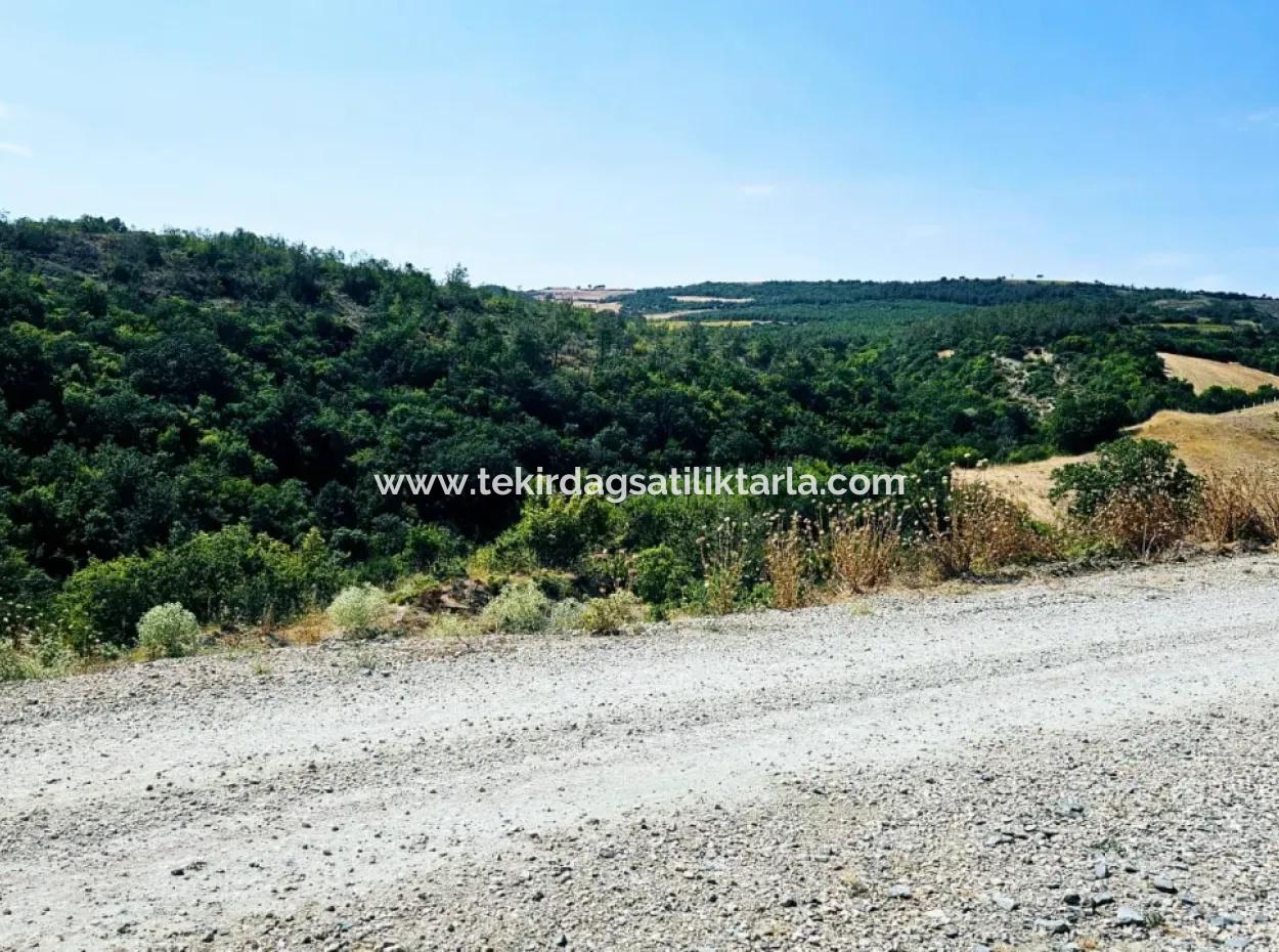 Kelep Kopon Field For Urgent Sale For Those Who Want To Make A Profitable Investment In Tekirdag Çanakçi Neighborhood