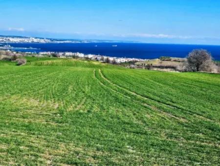 35.000 M2 Villa Zoned Land With Full Sea View For Urgent Sale In Tekirdag Barbarosta