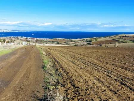 15.000 M2 Villa Zoned Land For Urgent Sale In Tekirdag Barbarosta