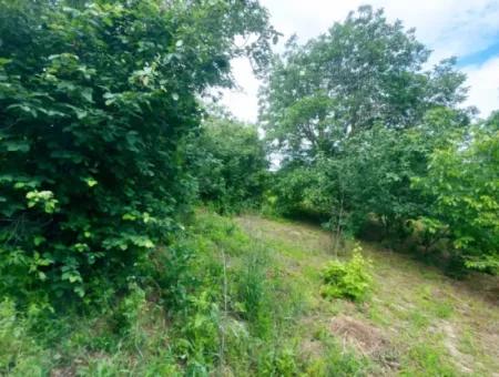 2.820 M2 Coupon Place Suitable To Put Tiny House In Nature For Urgent Sale In Tekirdağ Avşar Neighborhood