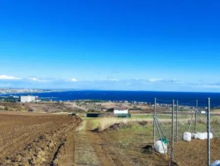 Urgent Sale In Barbarosta, Tekirdag, 15.000 M2 Villa Zoned Field!