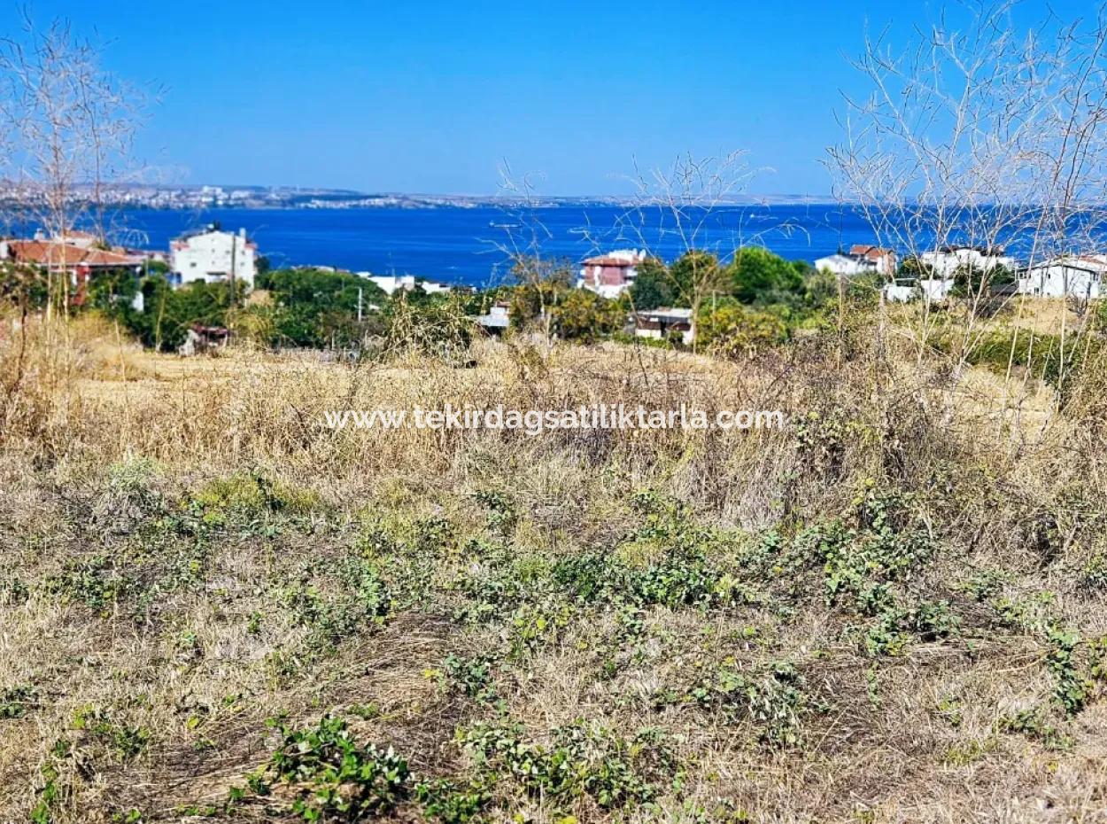 Tekirdağ Barbarosta Acil Satılık Full Deniz Manzaralı Müstakil Ev Yapmaya Uygun Kupon Arsa