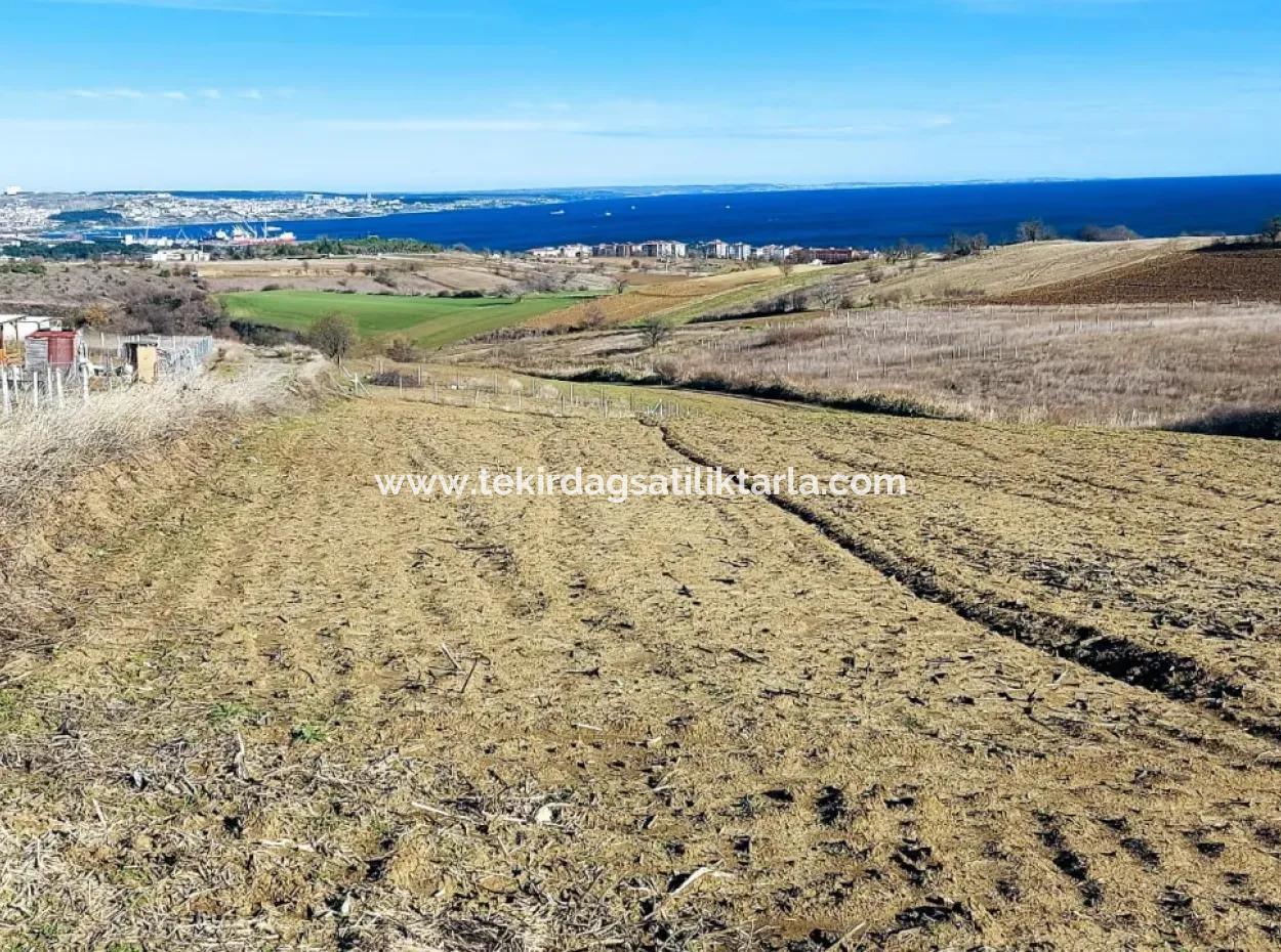 Tekirdağ Barbaros'ta Acil Satılık 465 M2 Full Deniz Manzaralı Villa İmarlı Arsa