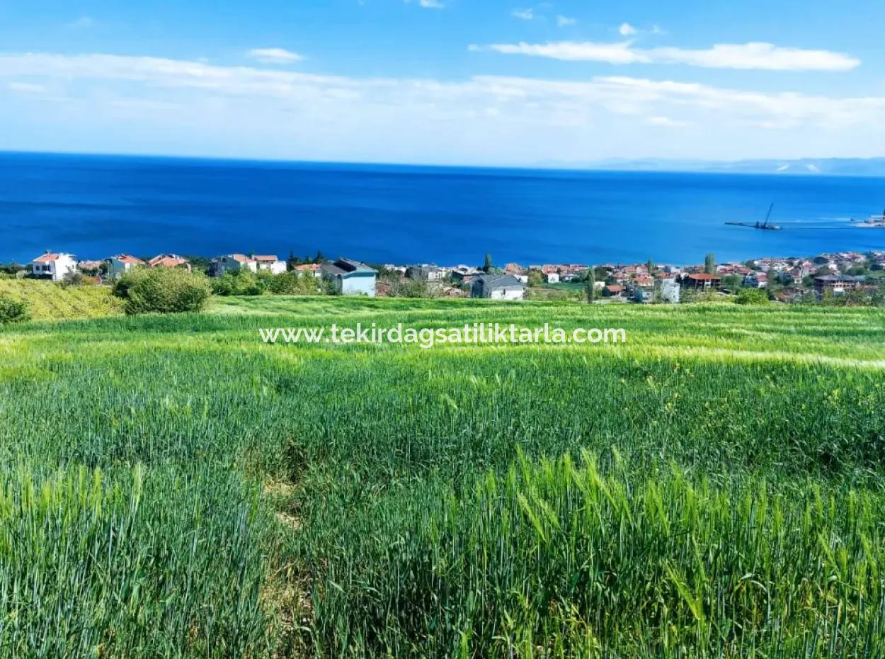 Tekirdağ Barbarosta Acil Satılık 42 Dairelik Kooparetif Ve Site Yapımına Uygun Yer