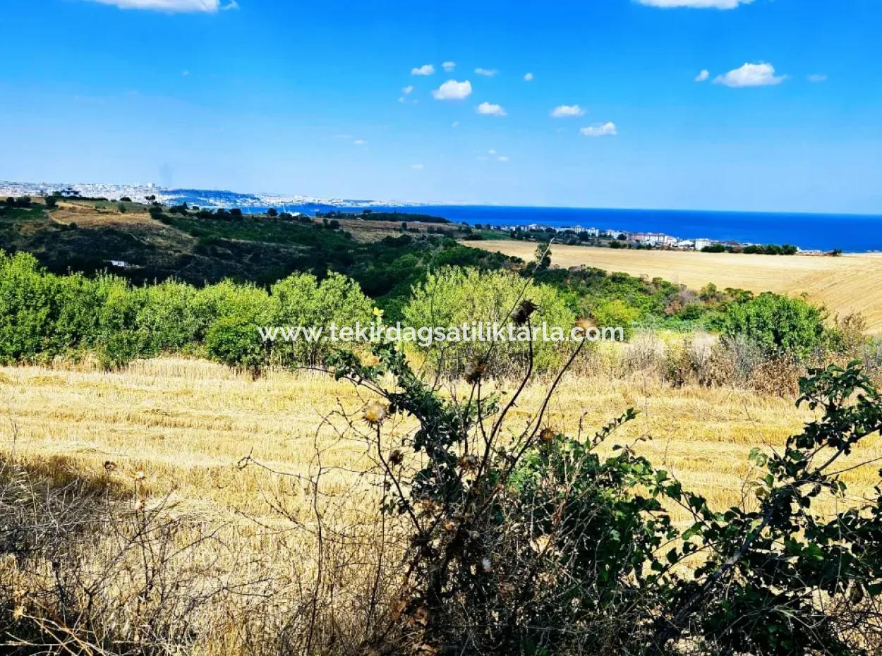 Tekirdağ Barbarosta Takas + Nakit İhtiyaçtan Acil Satılık Villa İmarlı Kupon Tarla