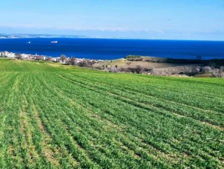 Tekirdağ Barbarosta Acil Satılık Full Deniz Manzaralı 35.000 M2 Villa İmarlı Arazi