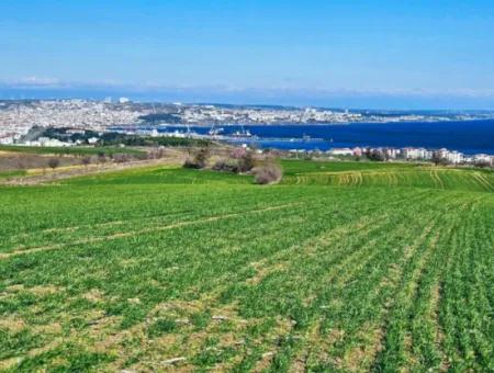 Tekirdağ Barbarosta Acil Satılık Full Deniz Manzaralı 35.000 M2 Villa İmarlı Arazi