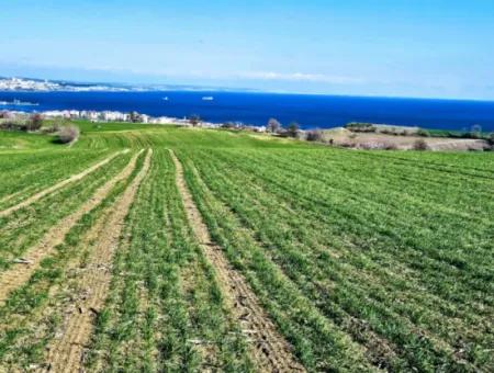 Tekirdağ Barbarosta Acil Satılık Full Deniz Manzaralı 35.000 M2 Villa İmarlı Arazi