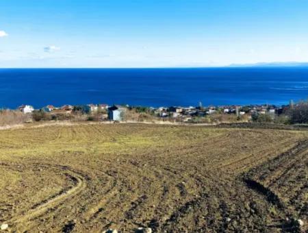 Tekirdağ Barbarosta Acil Satılık 42 Dairelik Kooparetif Site Yapımına Uygun Full Deniz Manzaralı Konut İmarlı Arazi