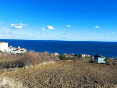 Tekirdağ Barbarosta Acil Satılık 42 Dairelik Kooparetif Site Yapımına Uygun Full Deniz Manzaralı Konut İmarlı Arazi