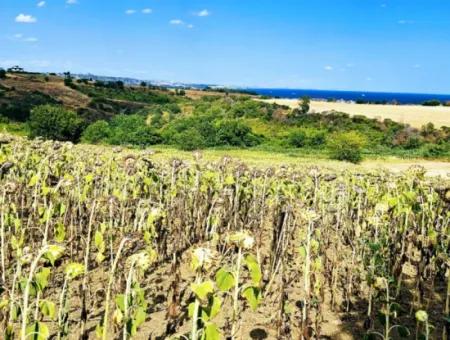 Tekirdağ Barbarosta Takas + Nakit İhtiyaçtan Acil Satılık Villa İmarlı Kupon Tarla