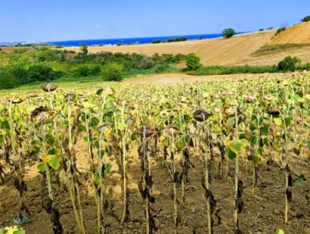 Tekirdağ Barbarosta Takas + Nakit İhtiyaçtan Acil Satılık Villa İmarlı Kupon Tarla