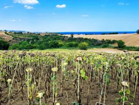 Tekirdağ Barbarosta Takas + Nakit İhtiyaçtan Acil Satılık Villa İmarlı Kupon Tarla