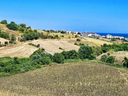 Tekirdağ Barbarosta Acil Satılık 9.100 M2 Villa İmarlı Tarla