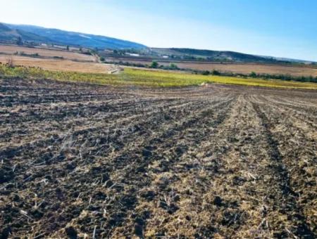 Asyaport Limanı Mevcut İmara Çok Yakın Acil Satılık 17.350 M2 Kelepir Yatırımlık Kupon Tarla